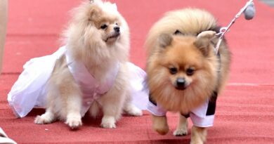 Filipíny zažily psí svatbu. Konala se u příležitosti Mezinárodního dne zvířat