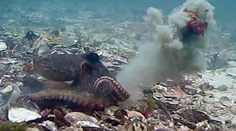 Zamířit a pal! Vědci natočili bitky chobotnic