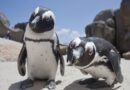 Africké tučňáky brýlaté zachraňují keramická iglú. Vědci jim vystavěli celou vesničku. Podívejte se