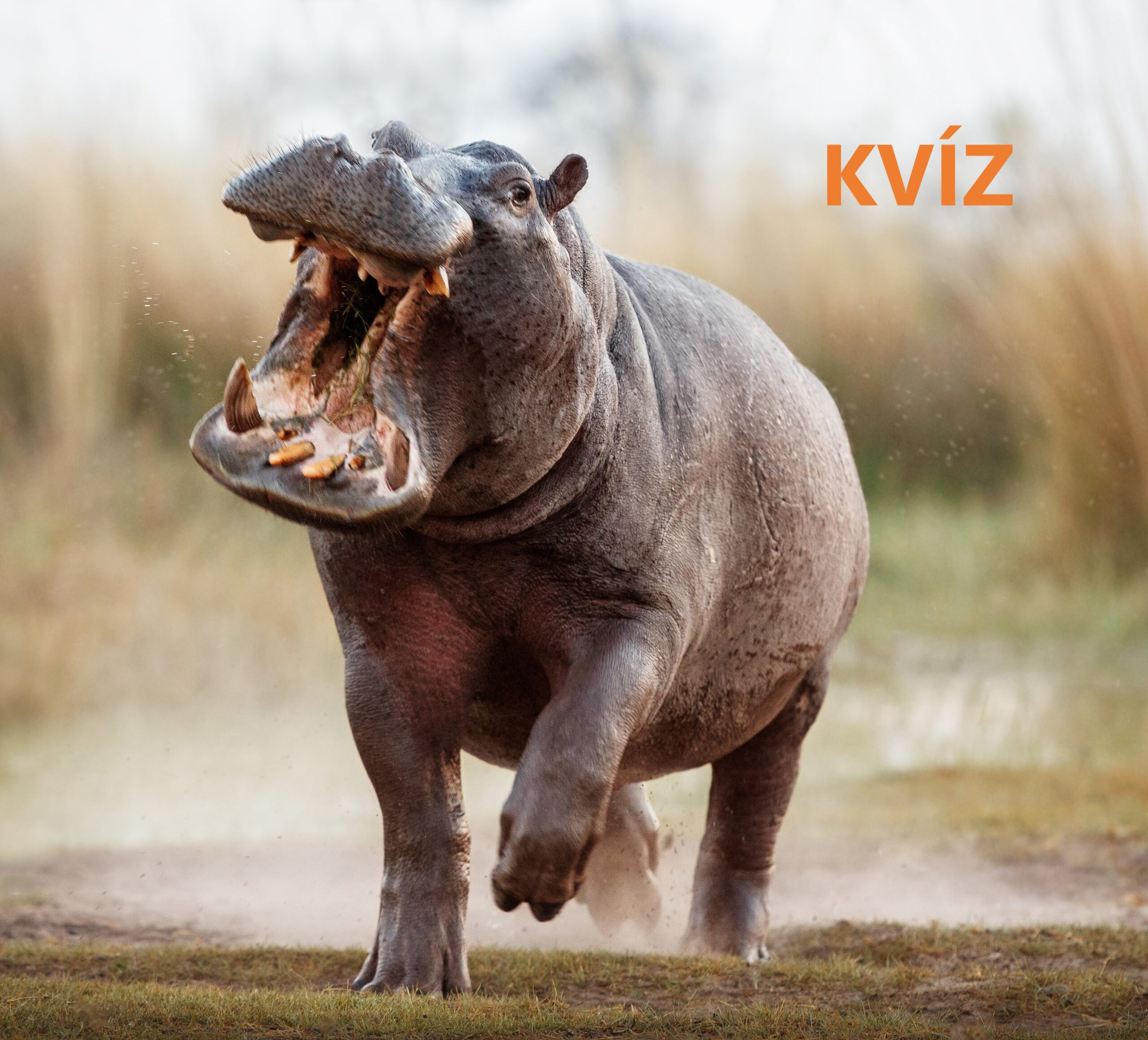 Профсоюзная бегемот. Selective image of aggressive Hippo male.