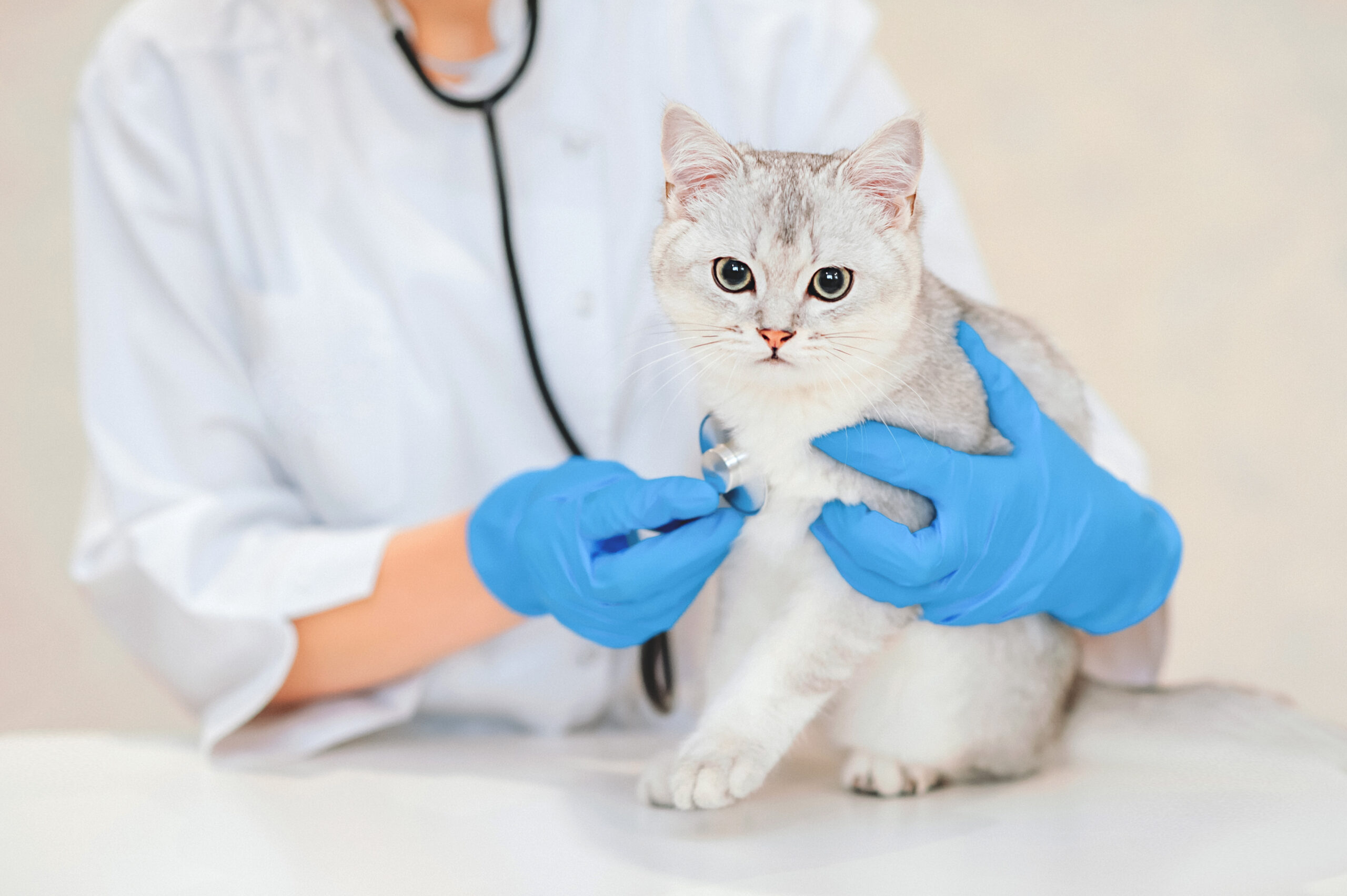Jak oslovovat veterináře?