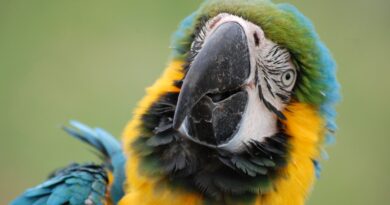Papoušci se naučili telefonovat přes tablet. Jsou z toho nadšení