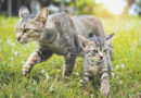 Kočky už se nebudou kastrovat. Postačí jedna injekce, tvrdí vědci. Čeští veterináři jsou ale skeptičtí