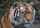 Týrané šelmy budou mít zastání. Táborská zoo pro ně postaví záchranné centrum