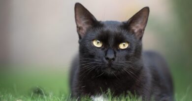 Kočičí kleptomanka: Panička z Houstonu má kočku, která loupí v sousedství. Podívejte se