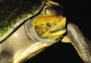 Želvy se rády druží. Vědci zbořili zažitý mýtus