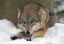 Pytlák postřelil vlka a nechal ho 36 hodin krvácet. Ať ho policie dá vyšetřit psychiatry, píše biolog Korec