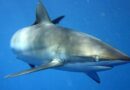Žraloci oplývají superschopností: sami si opraví zmrzačenou ploutev
