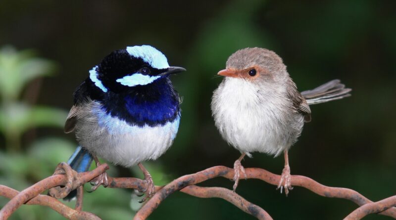 Ptačí matky zpívají svým nevylíhnutým mláďatům. Každá rodina má originální píseň