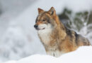 Neuvěřitelné záběry: vlci si hloubí tunely v přívalech sněhu. Podívejte se