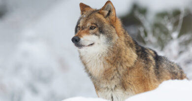 Neuvěřitelné záběry: vlci si hloubí tunely v přívalech sněhu. Podívejte se