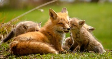 Zakažte norování lišek, žádají Výborného ochránci zvířat. Přidávají se i myslivci a veterináři