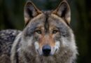 Žádné střílení vlků, zastal se šelem Evropský soudní dvůr. Farmáři si mají ovce ochránit jinak