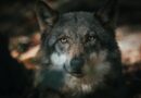 Pětice týraných vlků našla domov v táborské zoo. Poprvé mohou běhat v trávě. Podívejte se