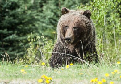 Myslivci nejprve naučili medvědy chodit na krmiště u obcí. Teď je kvůli tomu chtějí střílet, píše biolog