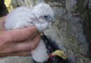 Žďárské vrchy se po sedmdesáti letech dočkaly: pár vzácných sokolů tam zplodil mláďata