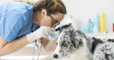 Občas myslím na sebevraždu, přiznává každý sedmý veterinář. Další chtějí opustit profesi