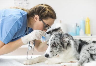 Občas myslím na sebevraždu, přiznává každý sedmý veterinář. Další chtějí opustit profesi