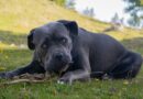 Dvanáct psů potrhalo veterinářku, nebyli ani očkovaní proti vzteklině. Chyba majitele, píše biolog
