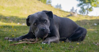 Dvanáct psů potrhalo veterinářku, nebyli ani očkovaní proti vzteklině. Chyba majitele, píše biolog