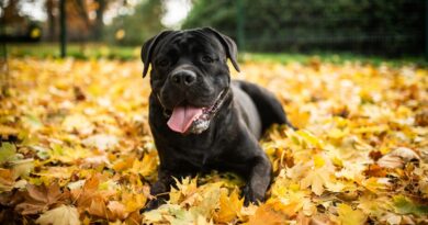 Je to dokonalá kopie. I hračky si vybírá stejné jako jeho předchůdce, říká o klonu svého psa biolog Je to dokonalá kopie. I hračky si vybírá stejné jako jeho předchůdce, říká o klonu svého psa biolog