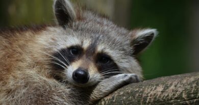 Myslivci vedou svatou válku proti mývalům. Škodlivost zvířat ale nikdo nedoložil Myslivci vedou svatou válku proti mývalům. Škodlivost zvířat ale nikdo nedoložil