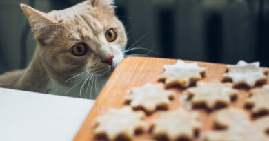 Lidské jídlo mazlíčkům škodí, většina chovatelů na to nedbá. Které dobroty ohrožují život zvířat