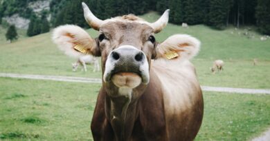 Kráva se poškrábala koštětem na zádech a přepsala učebnice biologie. Používá nástroje, vysvětlují vědci Kráva se poškrábala koštětem na zádech a přepsala učebnice biologie. Používá nástroje, vysvětlují vědci
