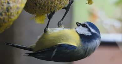 Lojová koule ano, plastová síťka ne. Ornitologové radí, na co si dát pozor při krmení ptáčků
