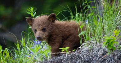 Lidé učí medvědího sirotka, jak přežít v divočině. Berou si na to plyšové kostýmy. Podívejte se