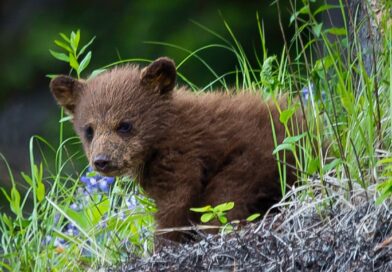 Lidé učí medvědího sirotka, jak přežít v divočině. Berou si na to plyšové kostýmy. Podívejte se Lidé učí medvědího sirotka, jak přežít v divočině. Berou si na to plyšové kostýmy. Podívejte se