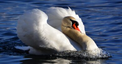 Zabraňte krádežím labutí z Vltavy, vyzývá policii biolog. Jejich lov je nezákonný