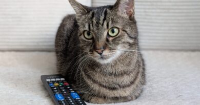 „Je jako v transu.“ Videa pro domácí mazlíčky trhají rekordy. Experti radí opatrnost