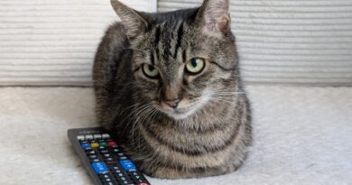 „Je jako v transu.“ Videa pro domácí mazlíčky trhají rekordy. Experti radí opatrnost „Je jako v transu.“ Videa pro domácí mazlíčky trhají rekordy. Experti radí opatrnost