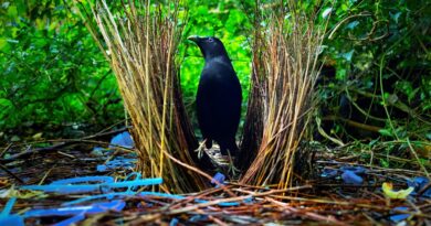 I zvířata mohou být zahradníky: kypří půdu a hnojí. Dokonce i šlechtí