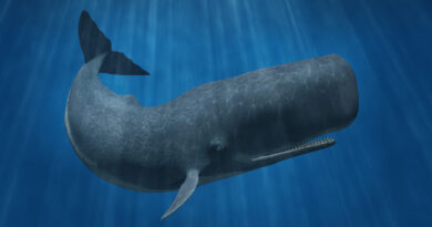 Fascinující záběry: Vorvaní samice si pomáhají při porodu. Podívejte se