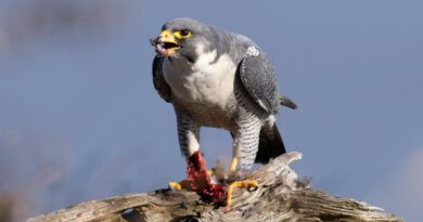 Ochranáři se radují: Na Žďársko se vrátili sokoli. Předtím je málem vyhubil insekticid Ochranáři se radují: Na Žďársko se vrátili sokoli. Předtím je málem vyhubil insekticid