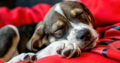 Bolí to víc, než když umře člověk, přiznává každý pátý majitel mazlíčka Bolí to víc, než když umře člověk, přiznává každý pátý majitel mazlíčka