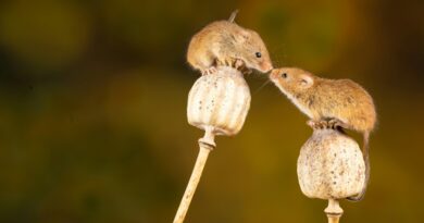 Rozhazování jedů do polí je extrémně nebezpečné, varuje biolog. Otrávíme čápy, psy i spodní vody Rozhazování jedů do polí je extrémně nebezpečné, varuje biolog. Otrávíme čápy, psy i spodní vody