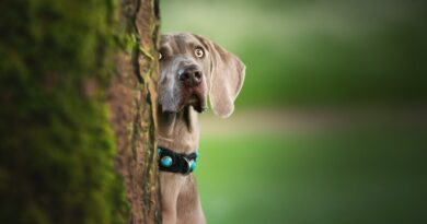 Myslivci zastřelí tisíce mazlíčků. Nepřípustné. Měli by přijít o zbrojní průkaz, píše biolog