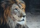 Týraní lvi budou mít zastání. Táborská zoo pro ně otevře záchranné centrum Týraní lvi budou mít zastání. Táborská zoo pro ně otevře záchranné centrum