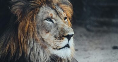 Týraní lvi budou mít zastání. Táborská zoo pro ně otevře záchranné centrum Týraní lvi budou mít zastání. Táborská zoo pro ně otevře záchranné centrum