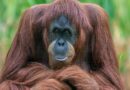 Naděje pro poslední orangutany. Mladý samec zdolal most nad rušnou silnicí Naděje pro poslední orangutany. Mladý samec zdolal most nad rušnou silnicí