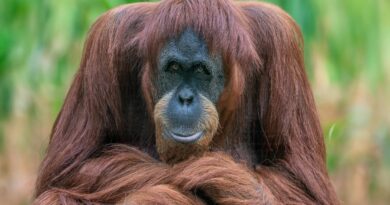 Naděje pro poslední orangutany. Mladý samec zdolal most nad rušnou silnicí Naděje pro poslední orangutany. Mladý samec zdolal most nad rušnou silnicí