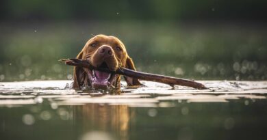 Jedovaté sinice mohou psům způsobit krvavý průjem i poškodit játra. Víme, kde v Česku to hrozí Jedovaté sinice mohou psům způsobit krvavý průjem i poškodit játra. Víme, kde v Česku to hrozí
